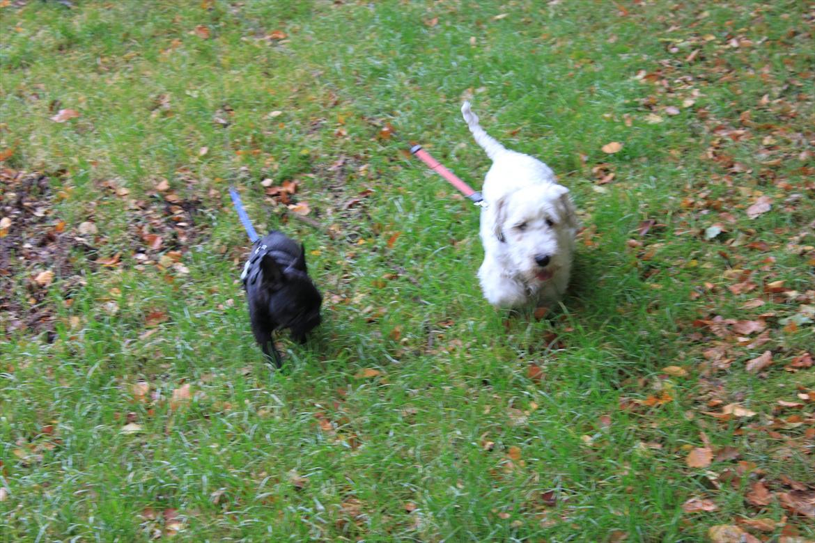 Fransk bulldog Terkel billede 3