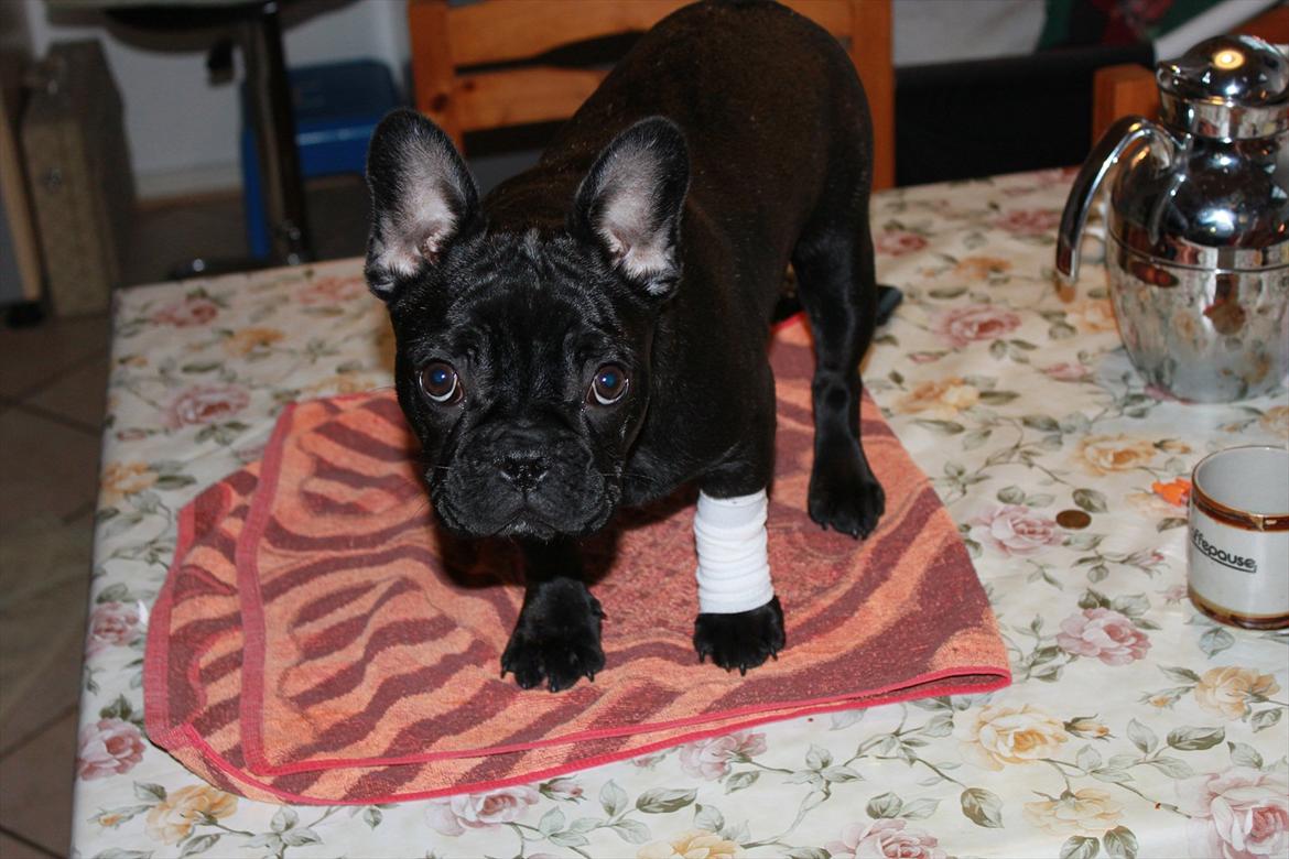 Fransk bulldog Terkel billede 4