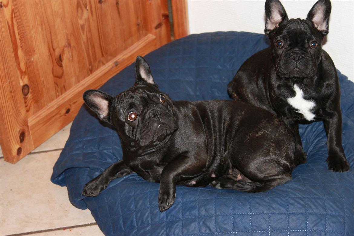 Fransk bulldog Terkel billede 5