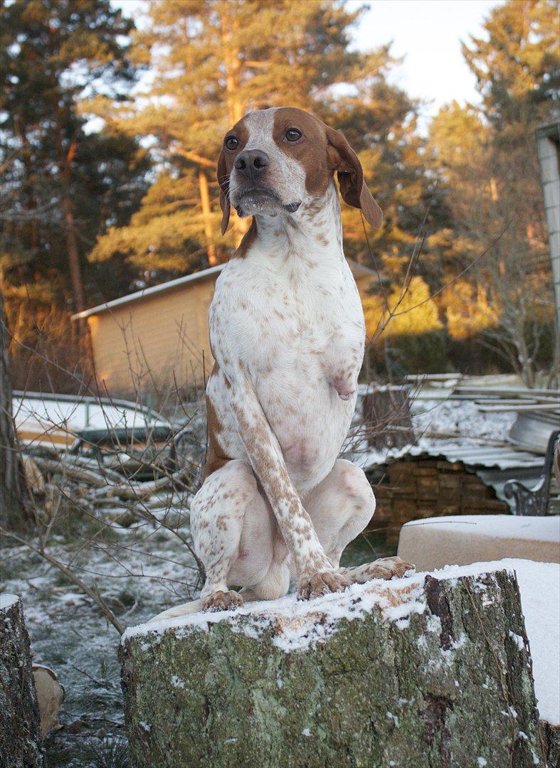 Blanding af racer Tazman - Desember 2011 billede 17