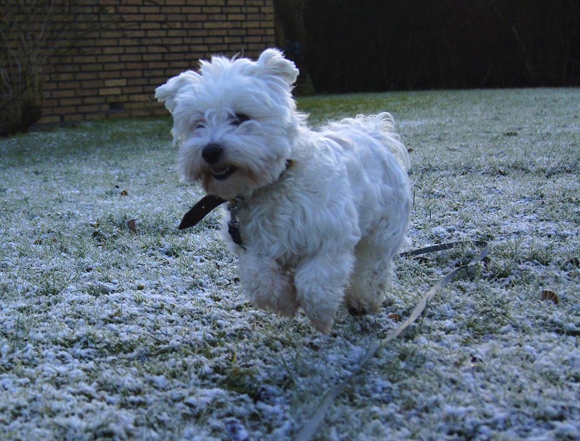 Malteser 'RAMEY' billede 5