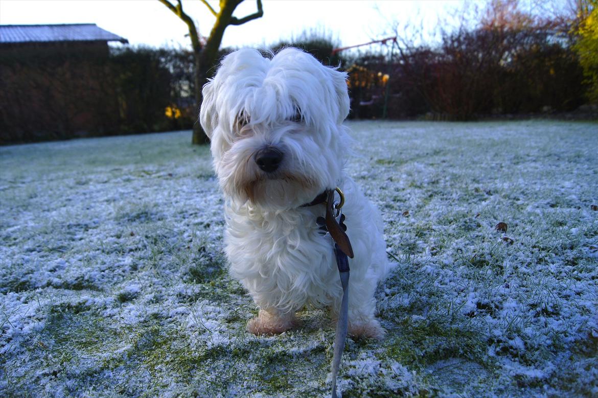 Malteser 'RAMEY' billede 3