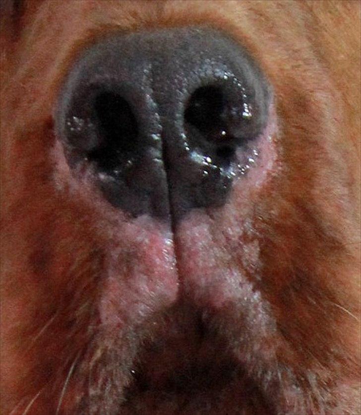 Cocker spaniel alfred (fredo) - alfreds allergi ? billede 13