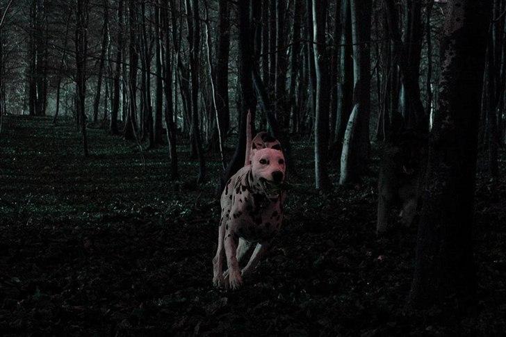 Dalmatiner Freya billede 2