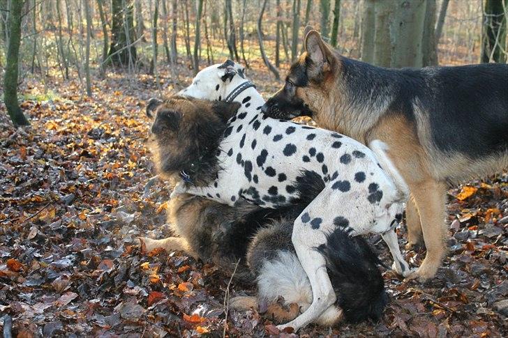 Dalmatiner Freya - Ren hygge med de to nye hanhunde venner. Ja, Freya er en pige med ben i næsene.... billede 19