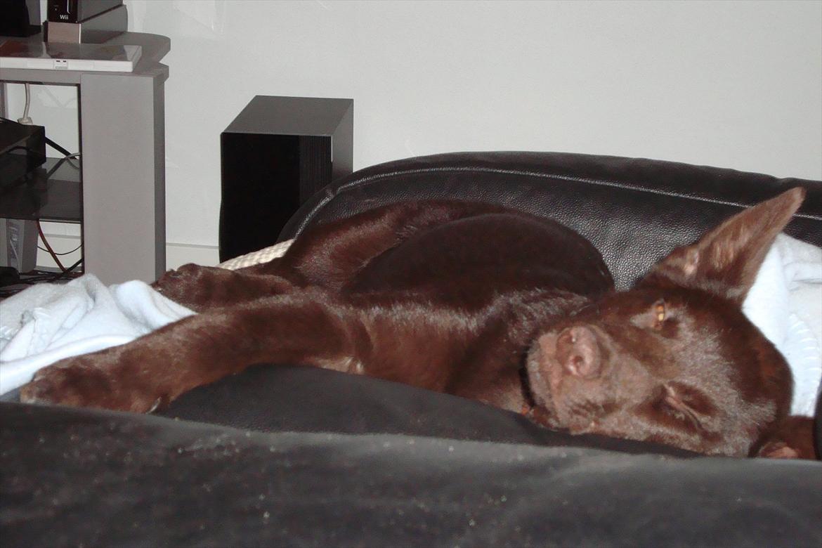 Australsk kelpie Ilo billede 7