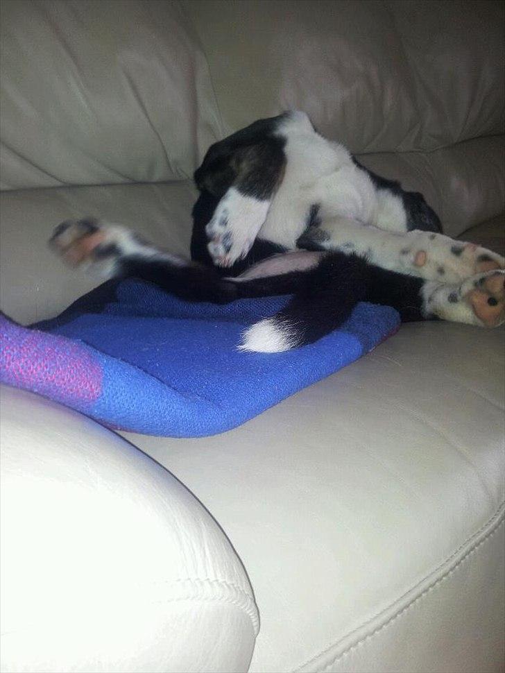 Blanding af racer Sofus billede 12