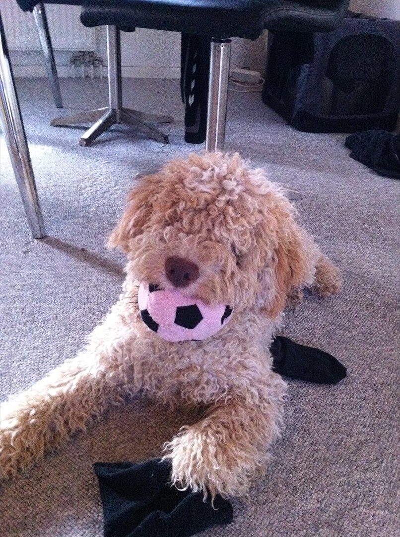 Lagotto romagnolo Nala billede 1