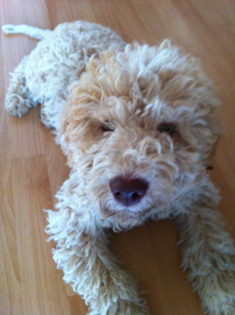 Lagotto romagnolo Nala billede 2