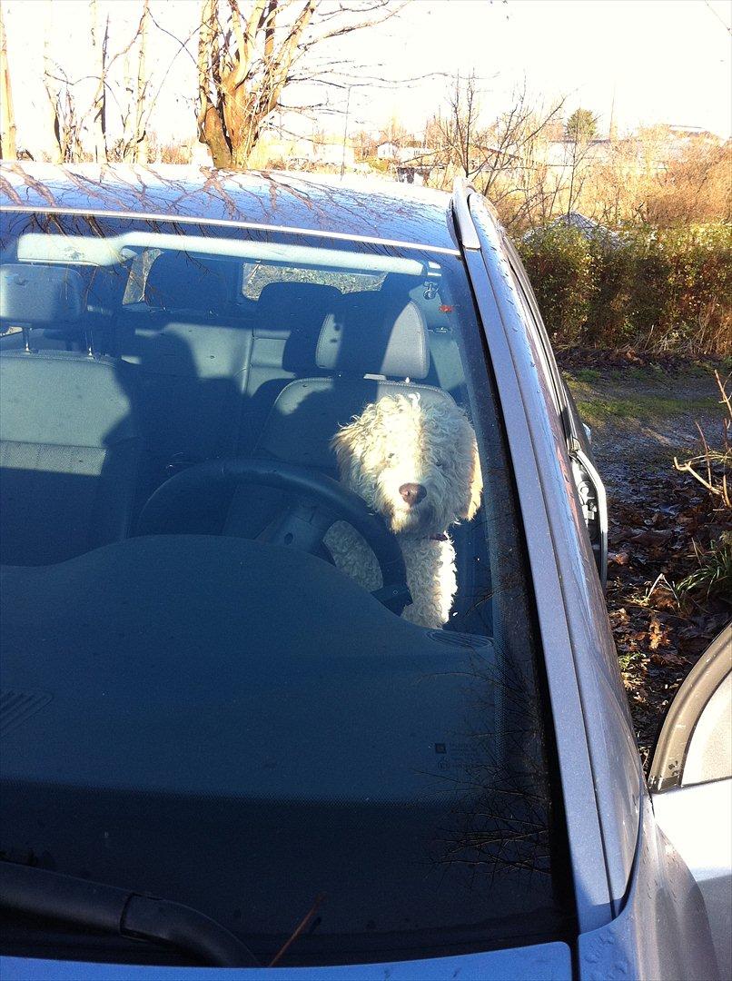 Lagotto romagnolo Nala billede 3