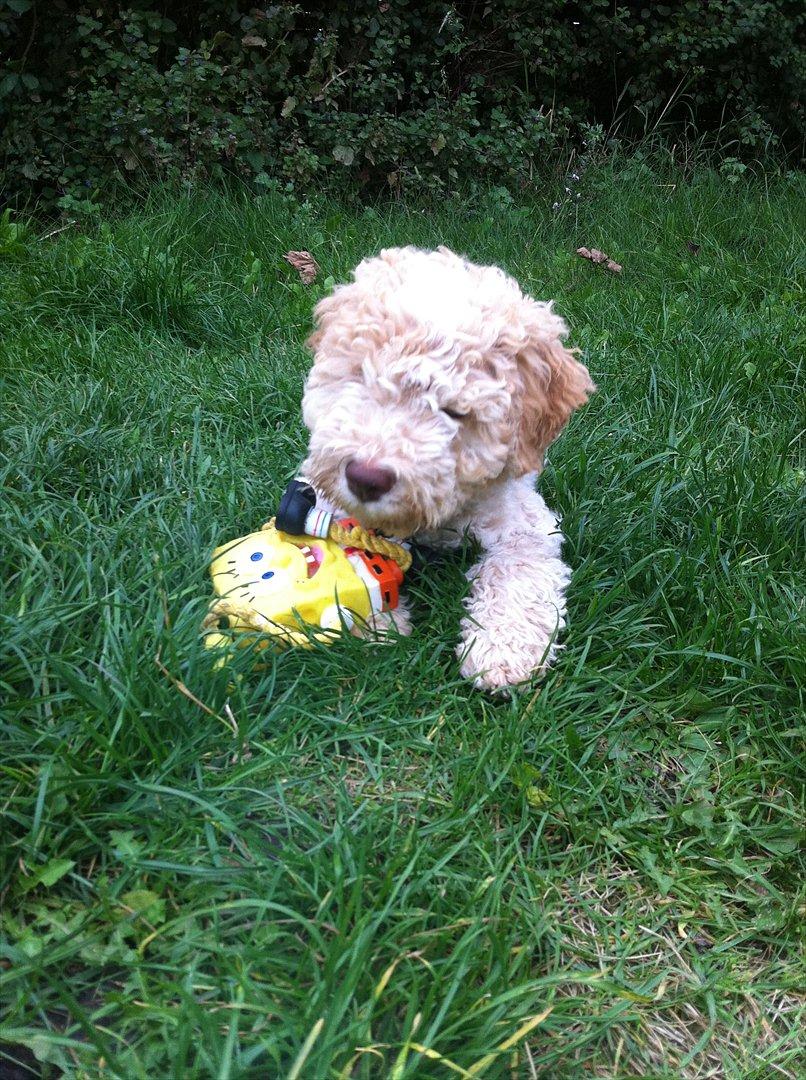Lagotto romagnolo Nala billede 4