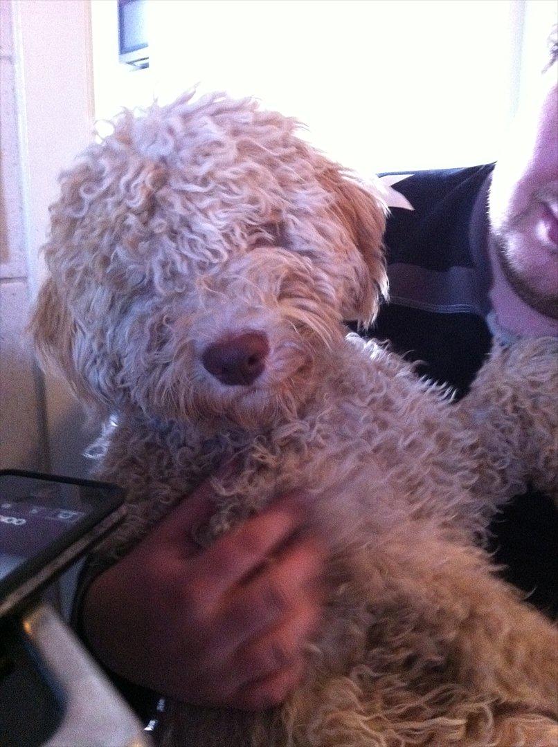 Lagotto romagnolo Nala billede 5