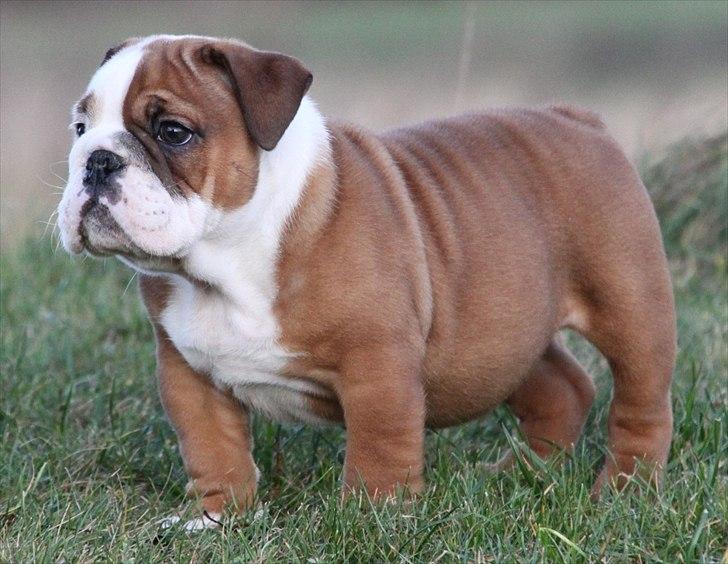 Engelsk bulldog Bertha billede 1