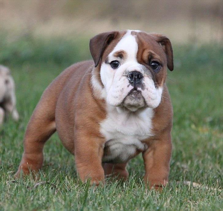 Engelsk bulldog Bertha billede 2