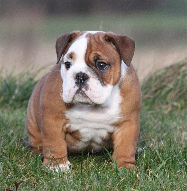 Engelsk bulldog Bertha billede 3