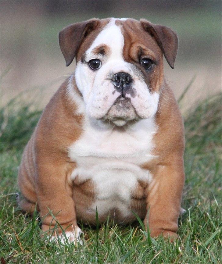 Engelsk bulldog Bertha billede 4