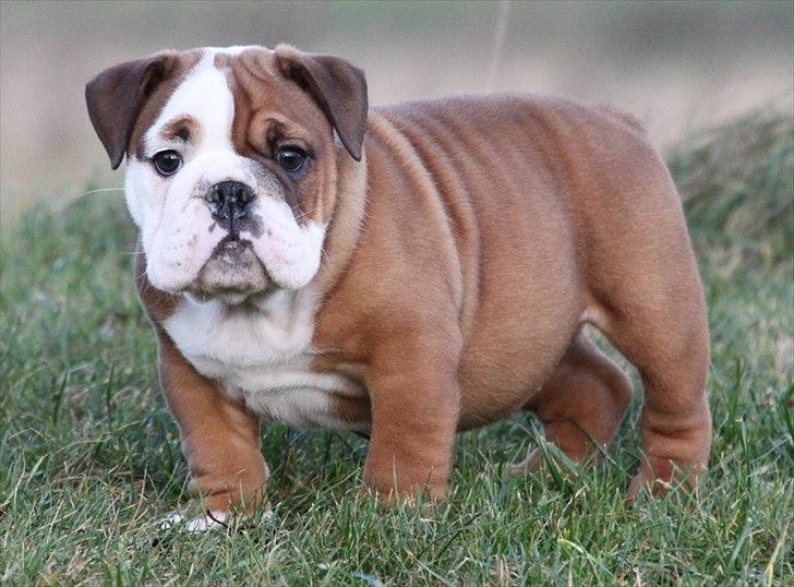 Engelsk bulldog Bertha billede 5