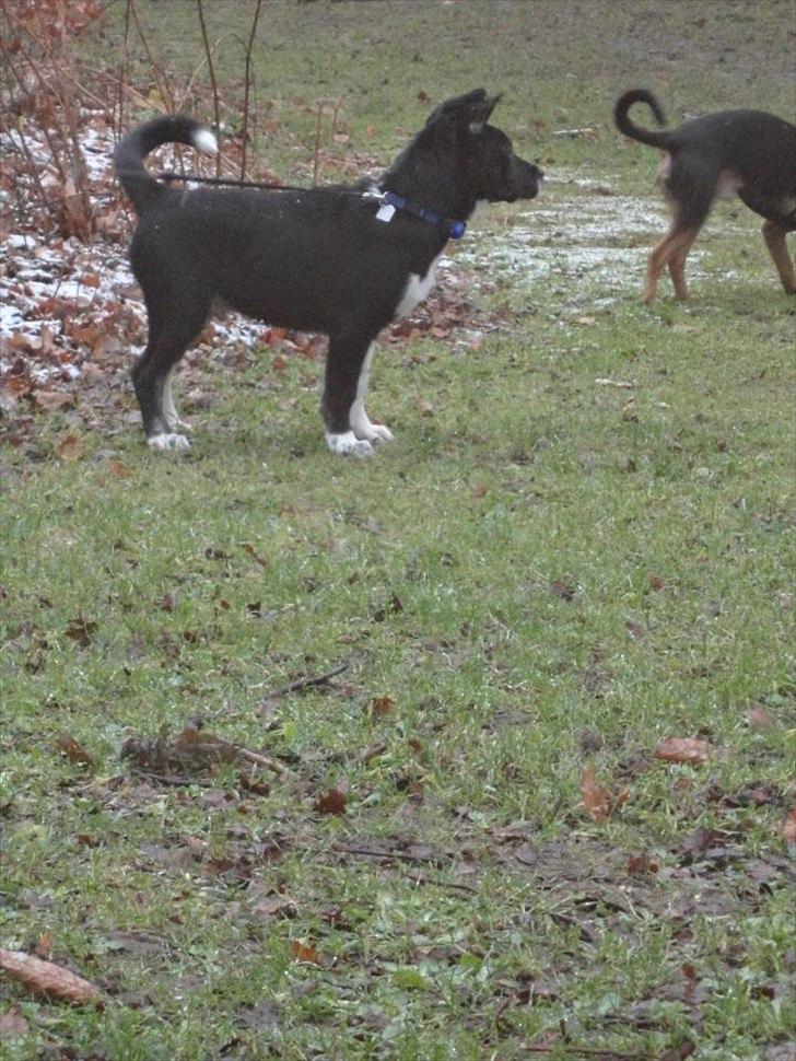 Blanding af racer Sofus billede 13