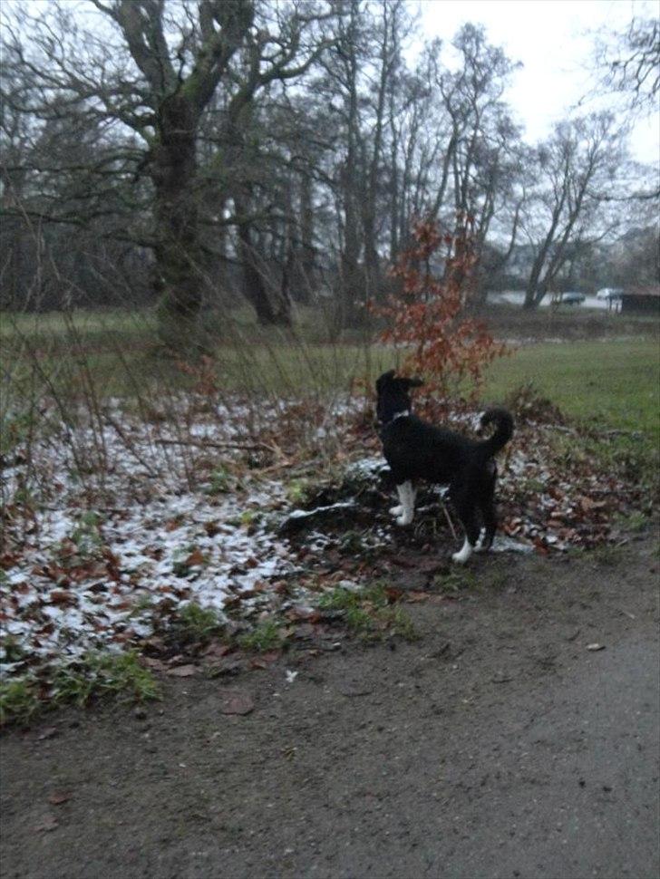 Blanding af racer Sofus billede 14