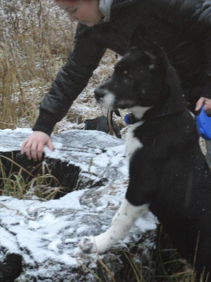 Blanding af racer Sofus - hvad er det der sne dog for noget :)
Meget spændene :) billede 15