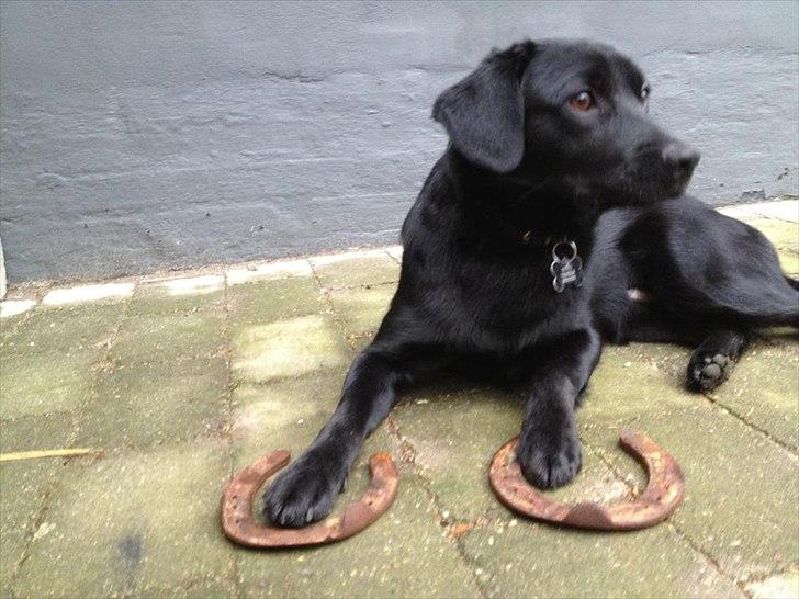Blanding af racer Kato <3 - 6 måneder og 4 uger cirka :-D
Skal jeg have sko på? :D billede 13