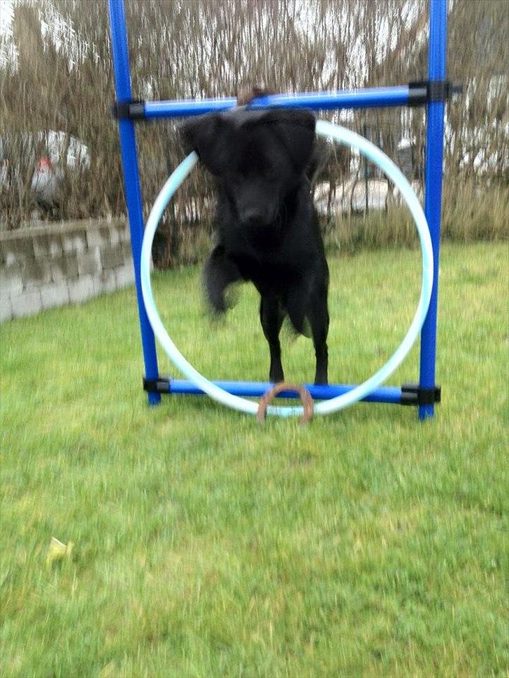 Blanding af racer Kato <3 - Halv år. 
Undsyld dårlig kalitek :-D billede 14