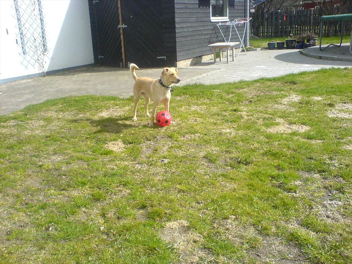 Blanding af racer Miss Molly billede 15