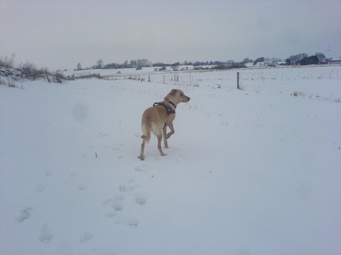 Blanding af racer Miss Molly billede 16