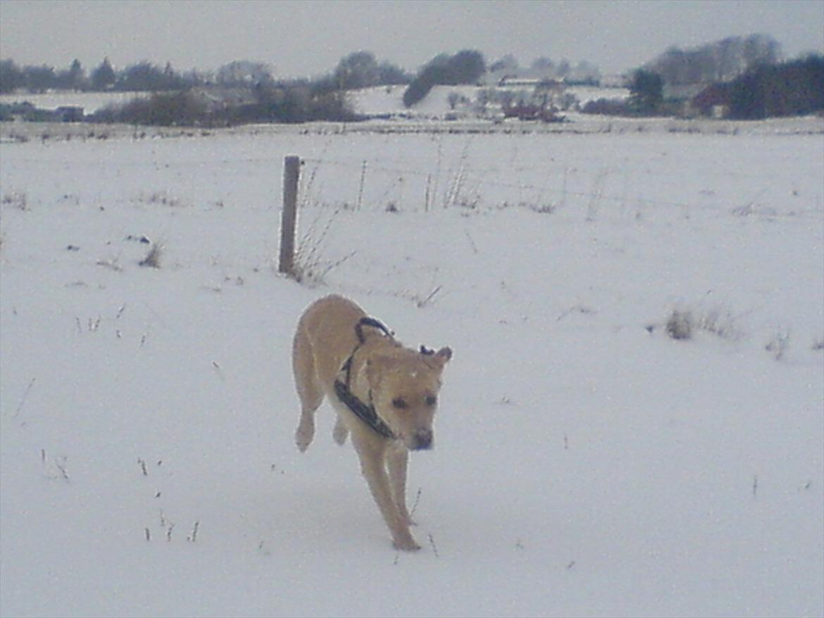 Blanding af racer Miss Molly billede 17