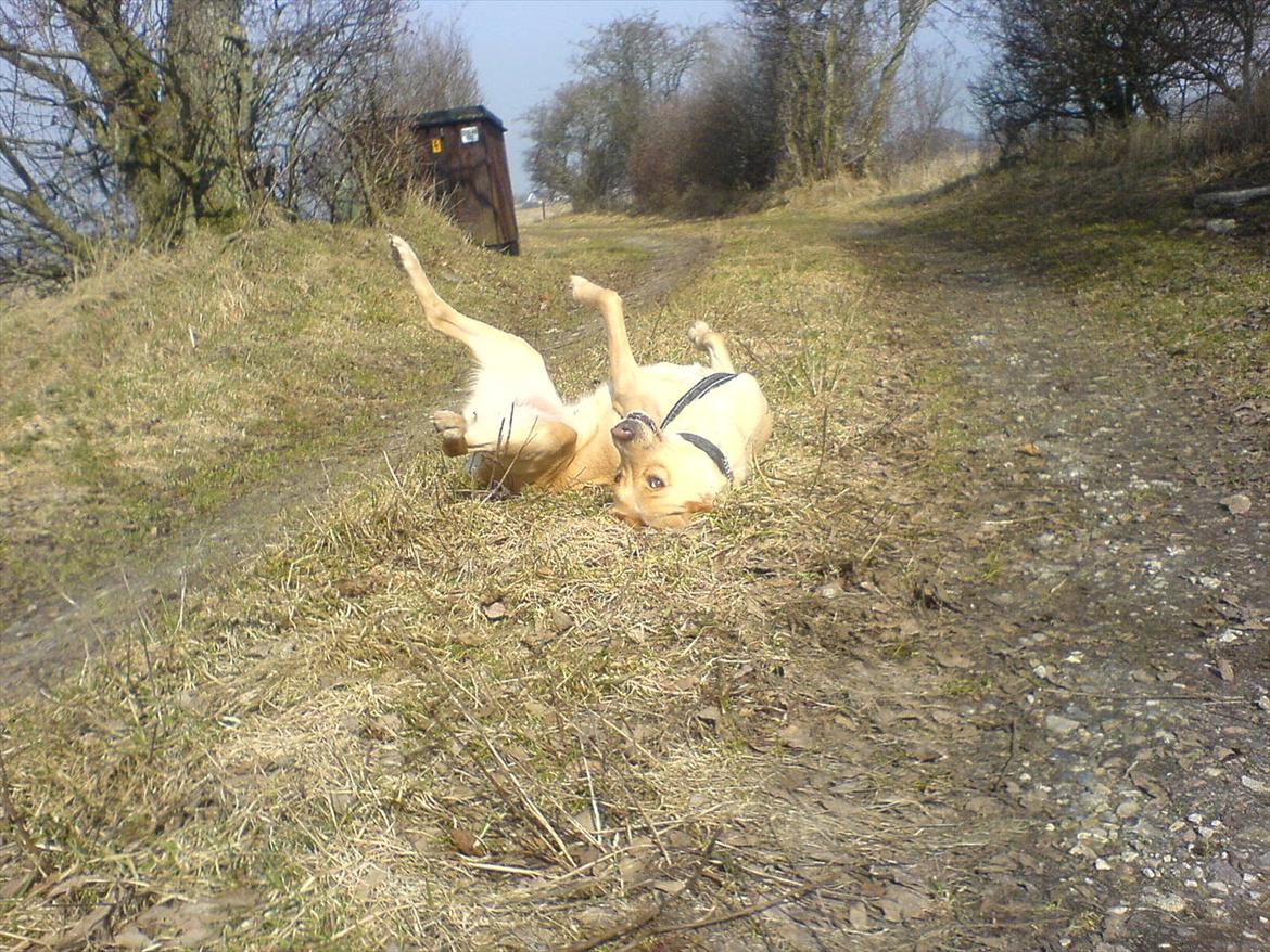 Blanding af racer Miss Molly billede 18