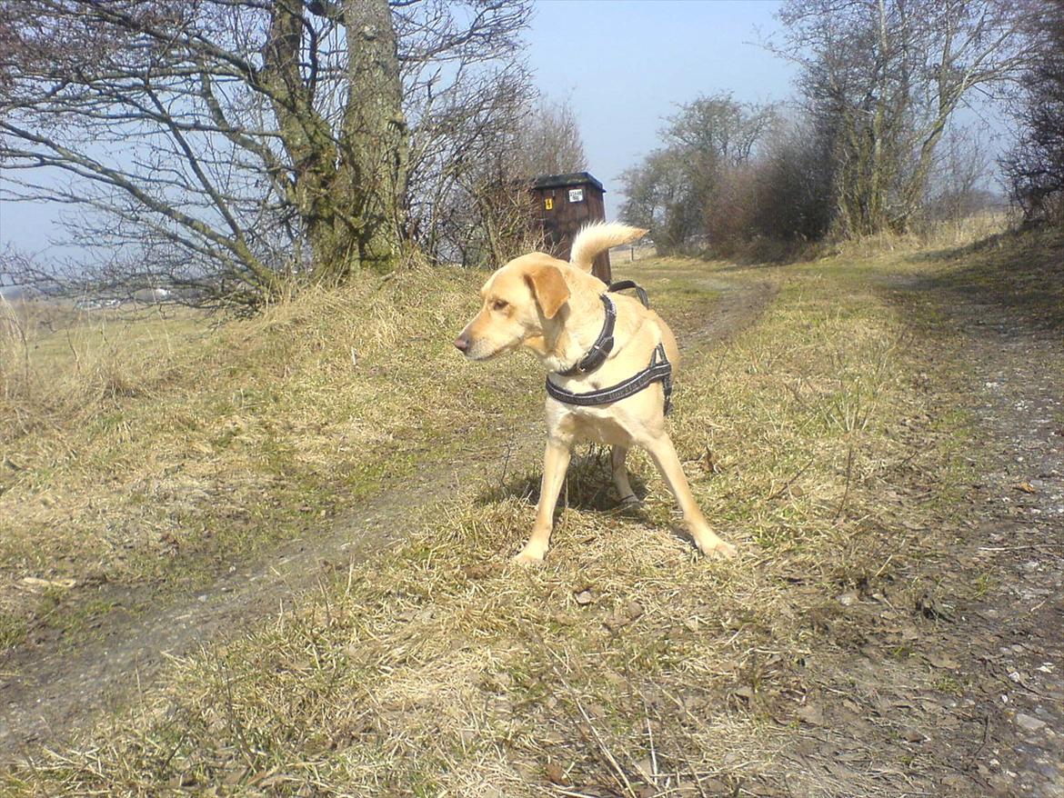 Blanding af racer Miss Molly billede 2