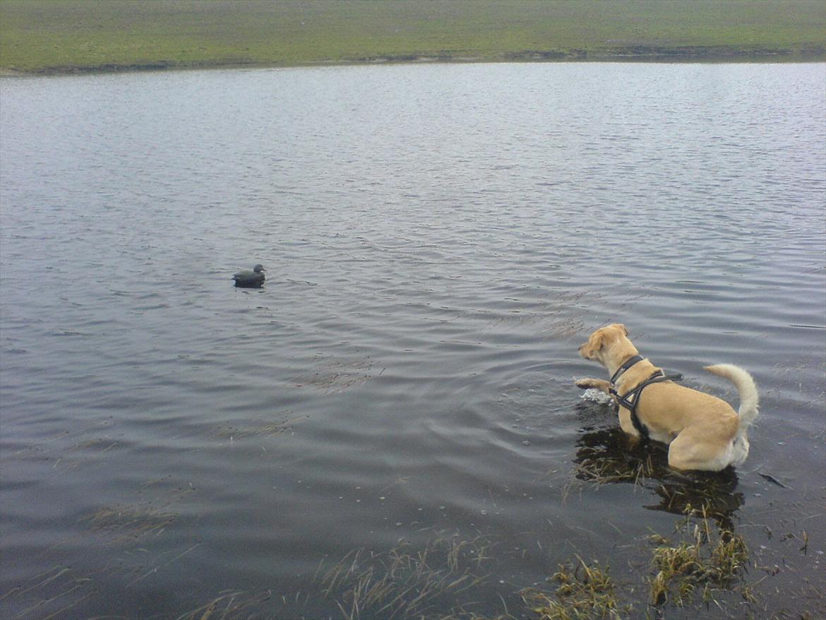 Blanding af racer Miss Molly billede 19