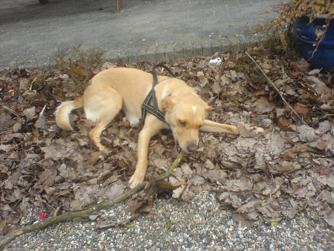 Blanding af racer Miss Molly billede 20