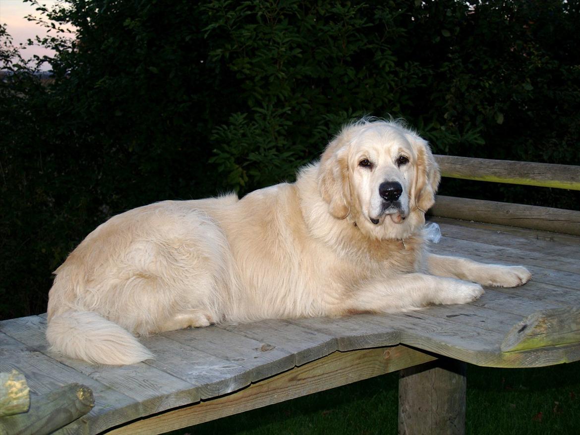 Golden retriever Teddy billede 1