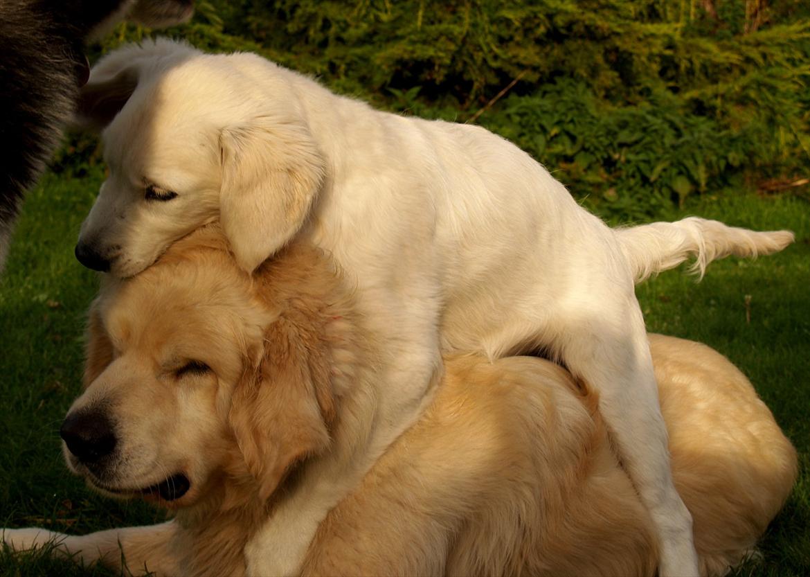 Golden retriever Teddy - - også en god legeonkel ;-) billede 2