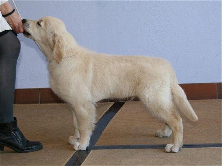 Golden retriever Teddy - udstilling Fredericia, 5 mdr. gammel billede 3