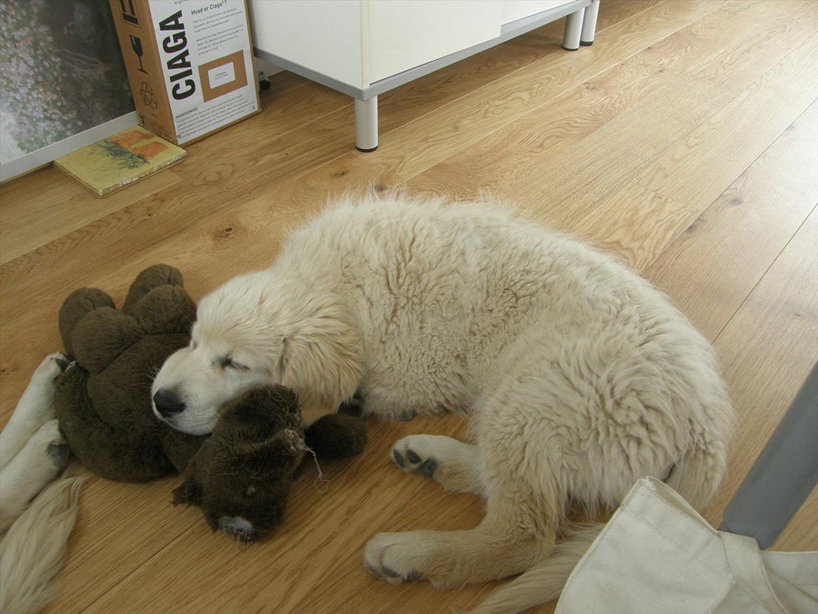 Golden retriever Teddy - Teddy 9 uger gammel billede 4