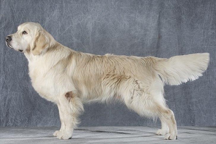 Golden retriever Teddy - Udstilling Herning 2010 billede 5