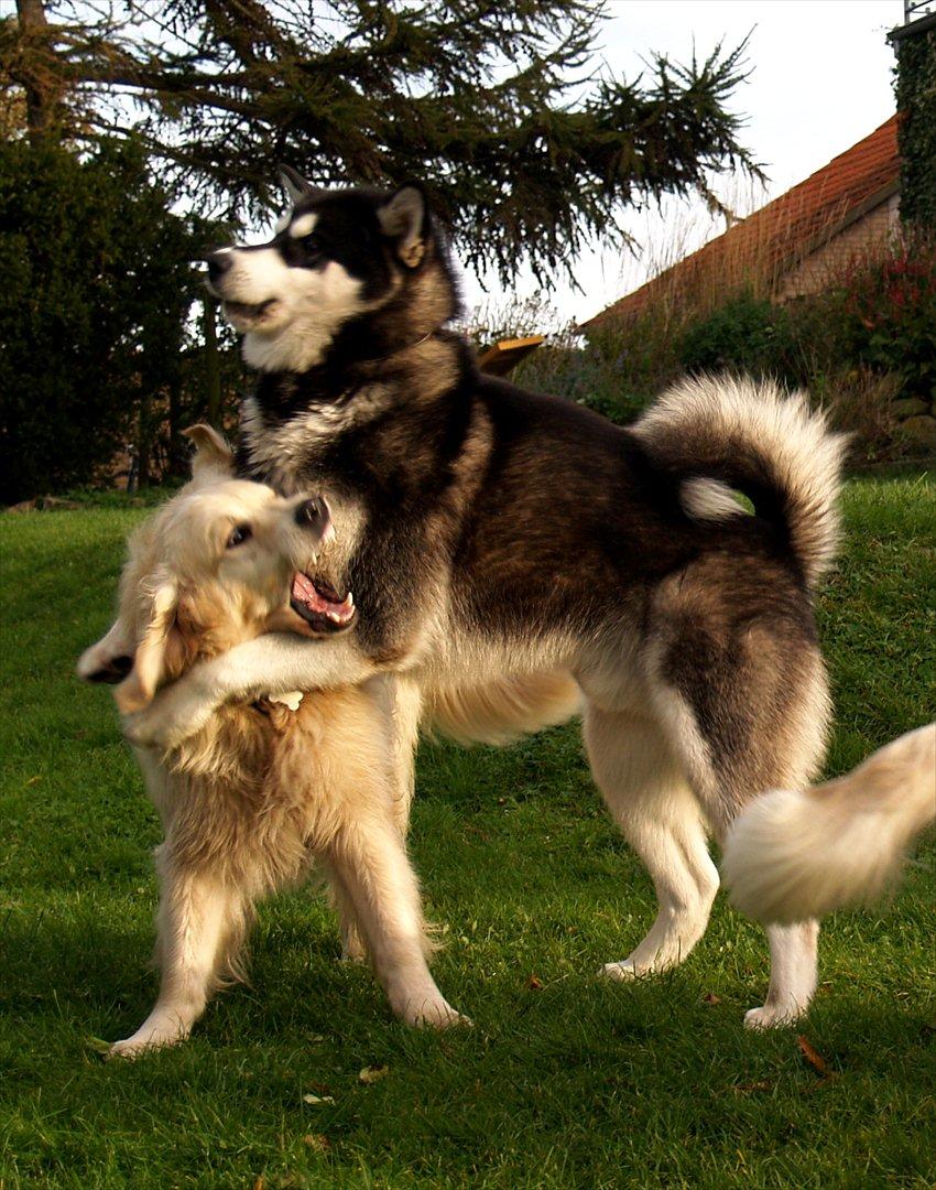 Golden retriever Teddy - Er ikke helt så farlig som han ser ud. billede 6