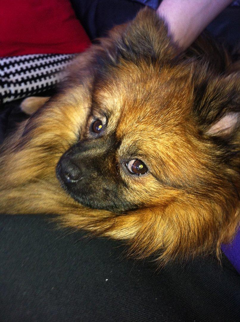 Pomeranian Canya billede 1