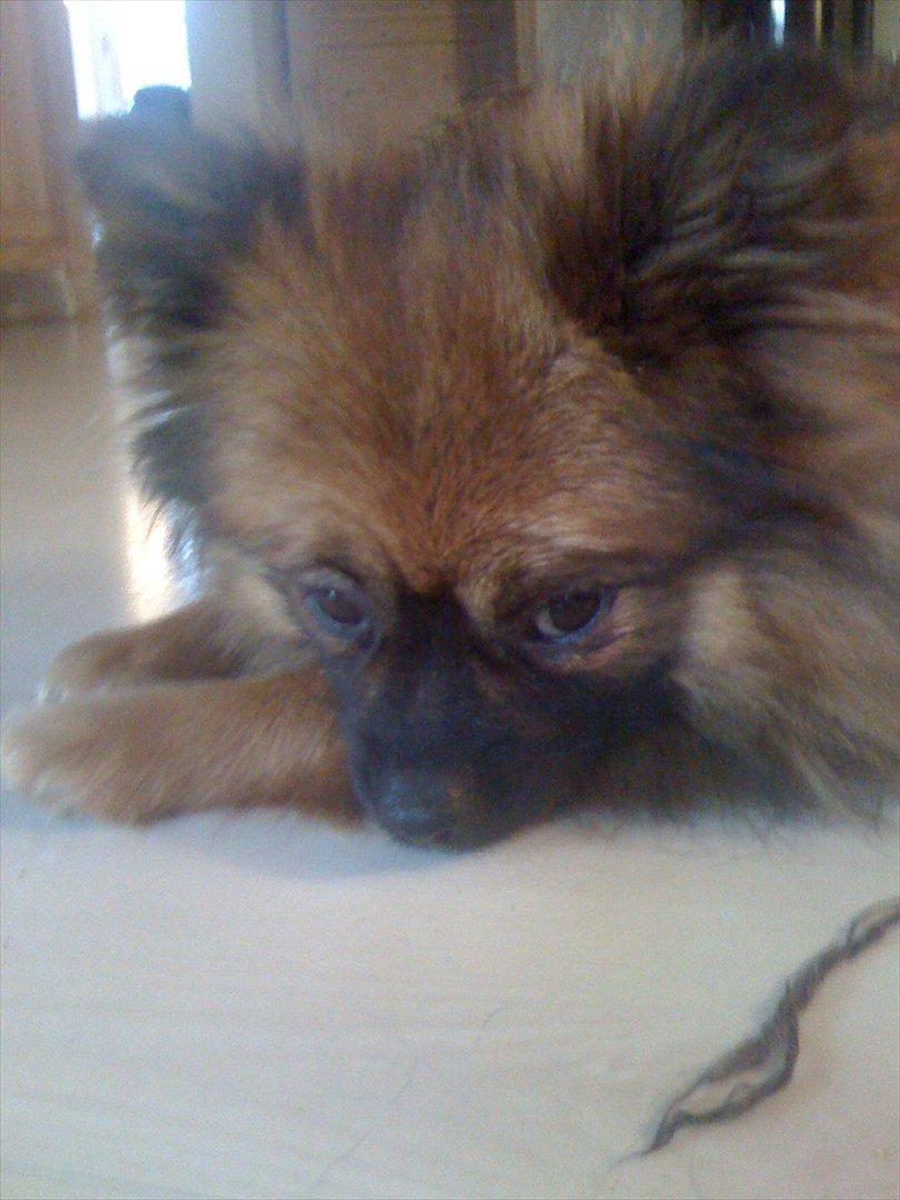 Pomeranian Canya billede 2