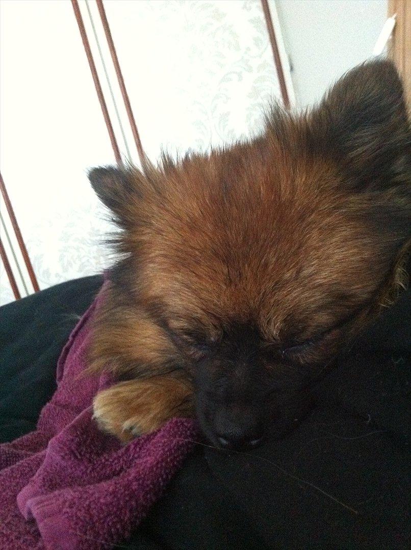 Pomeranian Canya billede 3