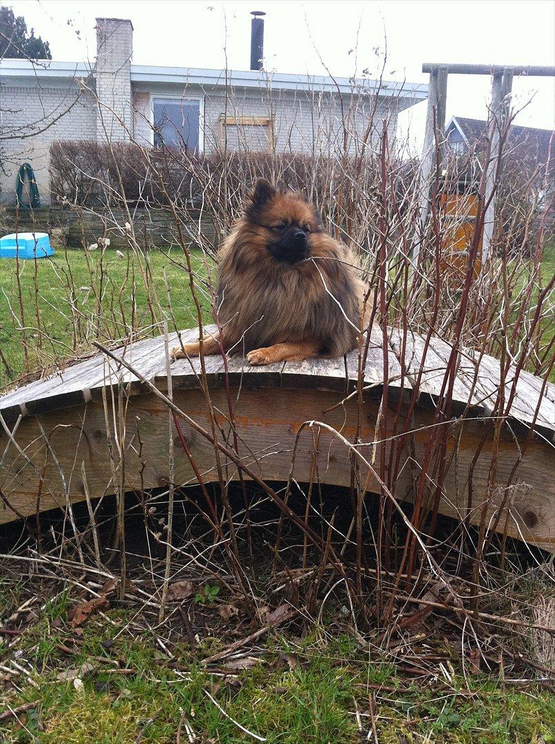 Pomeranian Canya billede 4