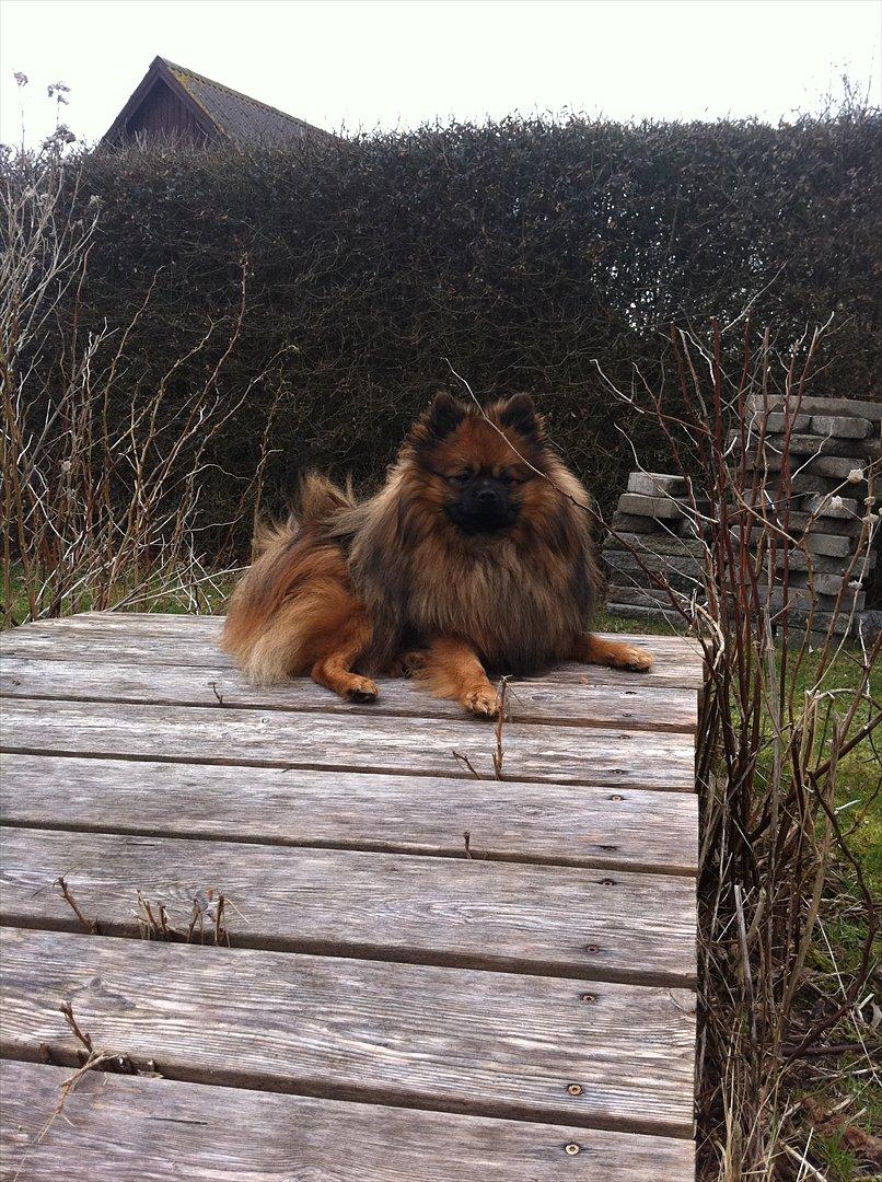 Pomeranian Canya billede 5