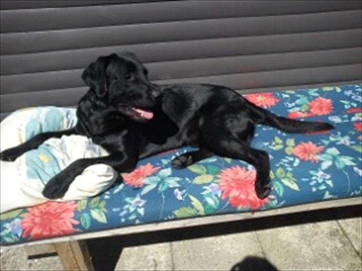 Labrador retriever Luka (ILOVEYOU)<3 billede 18