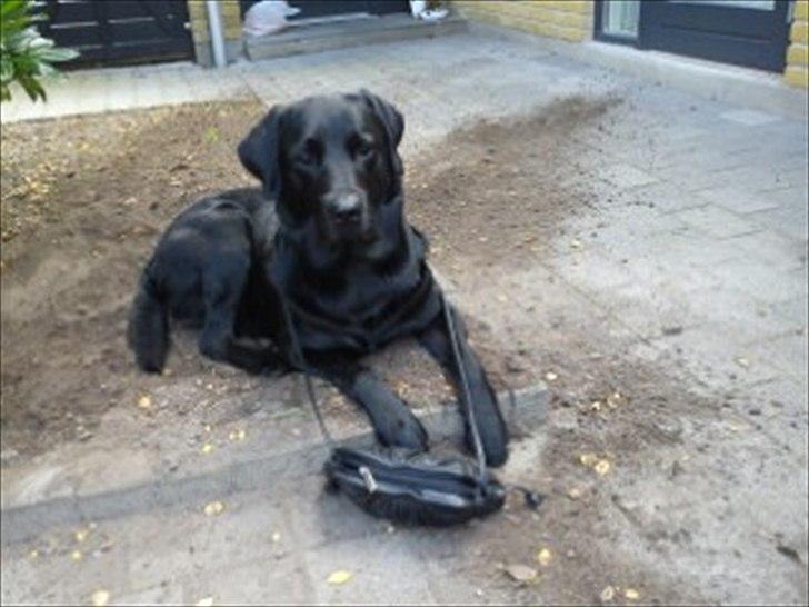 Labrador retriever Luka (ILOVEYOU)<3 billede 19