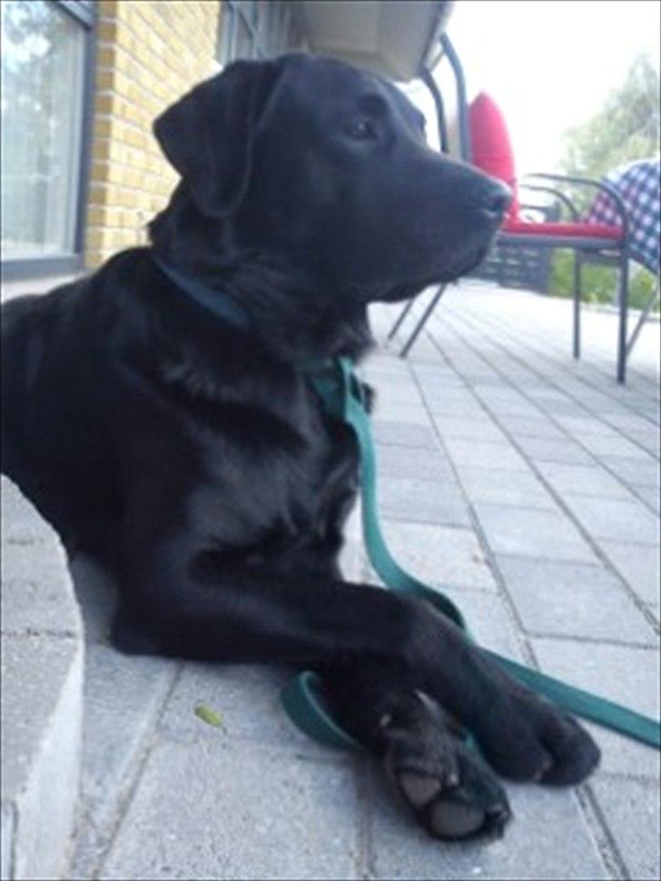 Labrador retriever Luka (ILOVEYOU)<3 billede 1