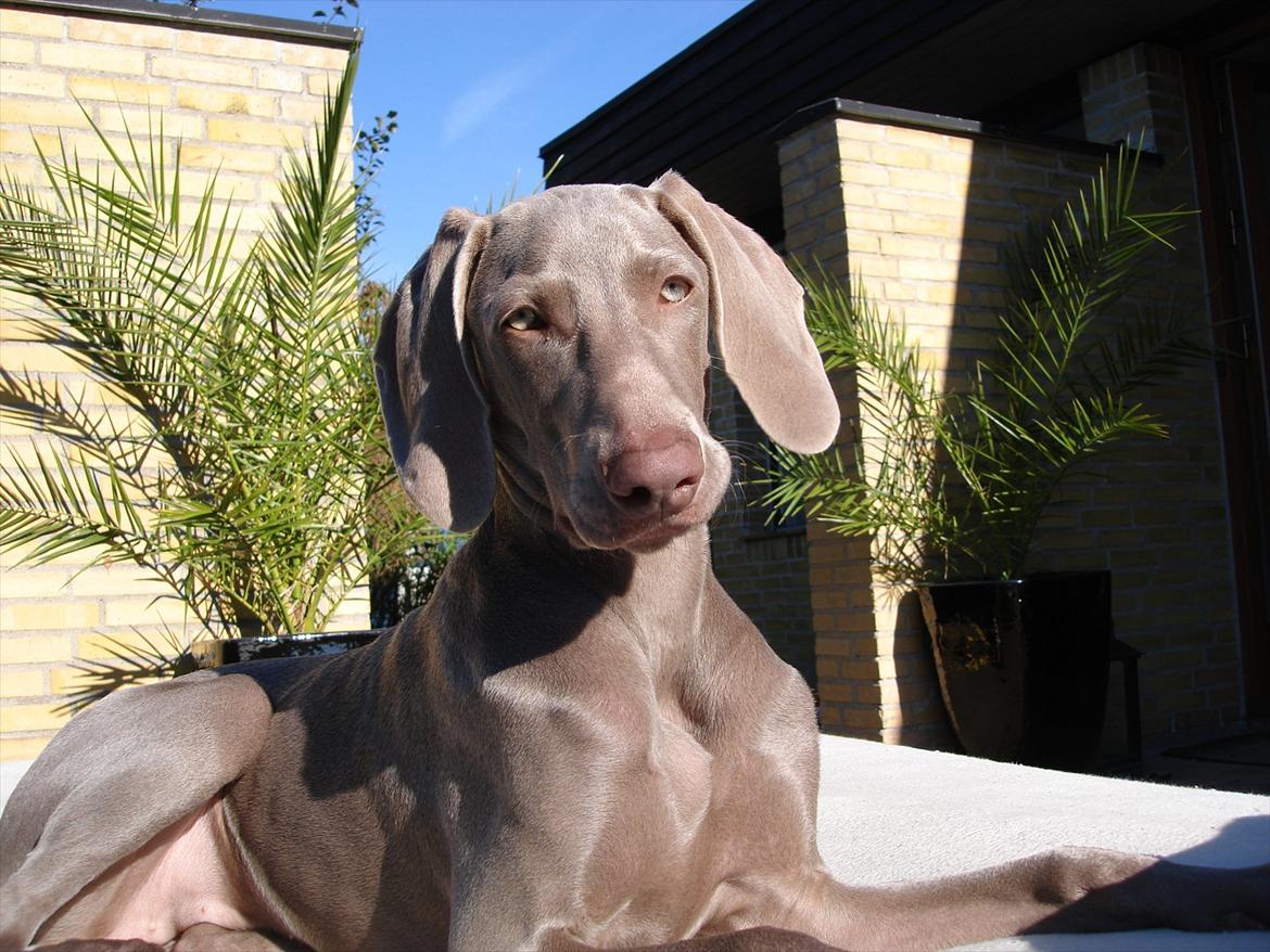 Weimaraner Jubii - Velkommen til jubii's profil :) billede 1