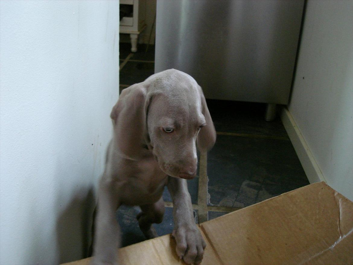 Weimaraner Jubii - Da vi så hende første gang billede 2