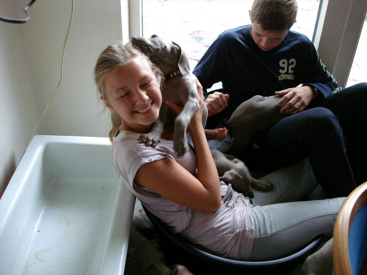 Weimaraner Jubii - Arhhh hun spiser mig ! ;) billede 3
